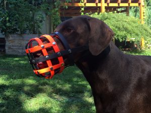 Dobermann trägt Biothane Maulkorb von a-band dogware bei der Maulkorbgewöhnung