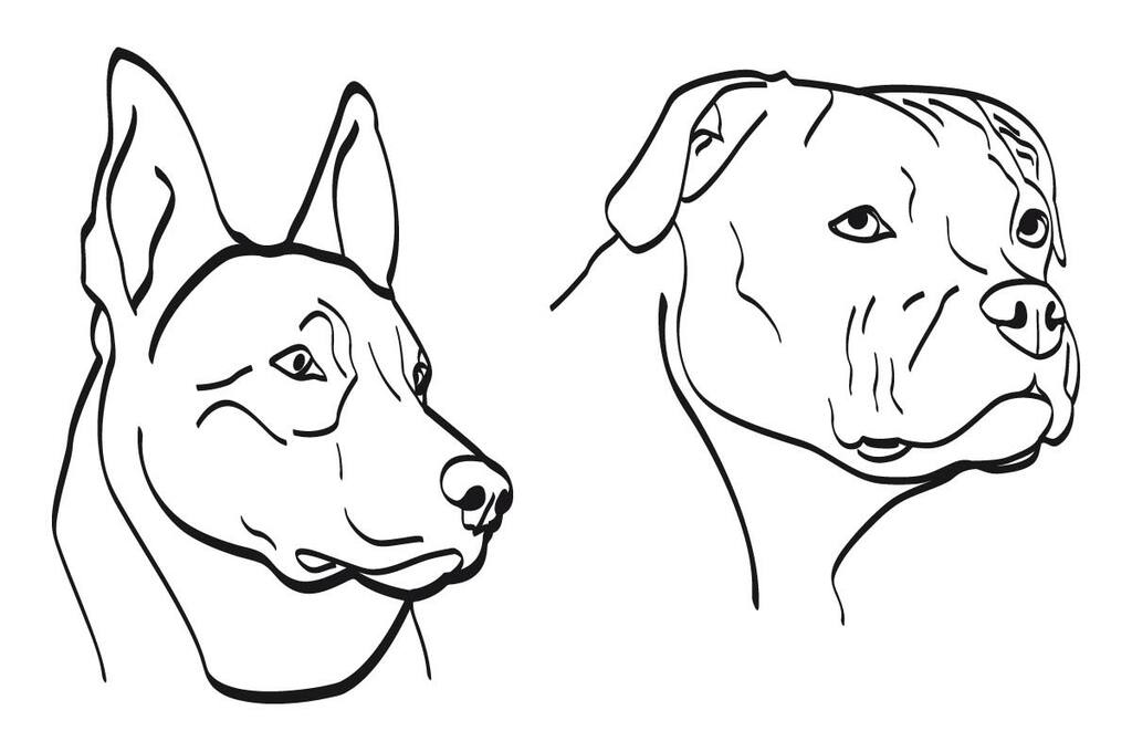 Mögliche Kopfformen bei Hunden mit lang gewachsener Schnauze