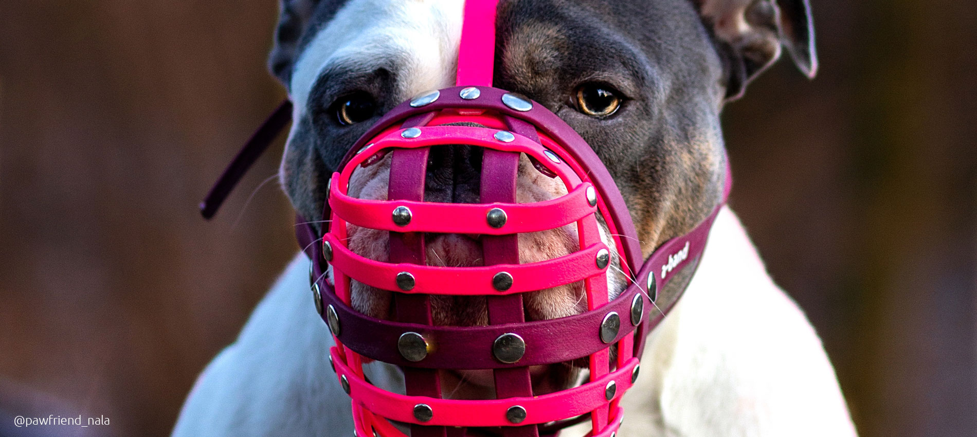 Titelbild für den Artikel zum Ausmessen des Hundes für einen a-band Biothane Maulkorb für Hunde mit kurzen Schnauzen