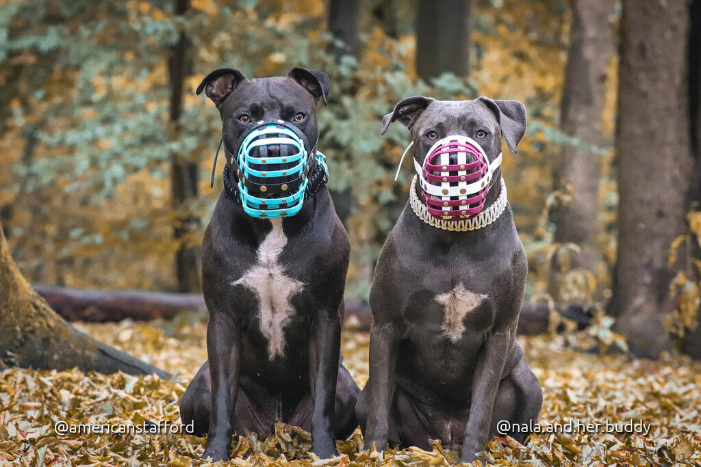 Nala und Tosun tragen Biothane Maulkörbe von a-band | handmade dogware