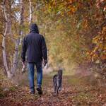Herbstspaziergang mit Hund