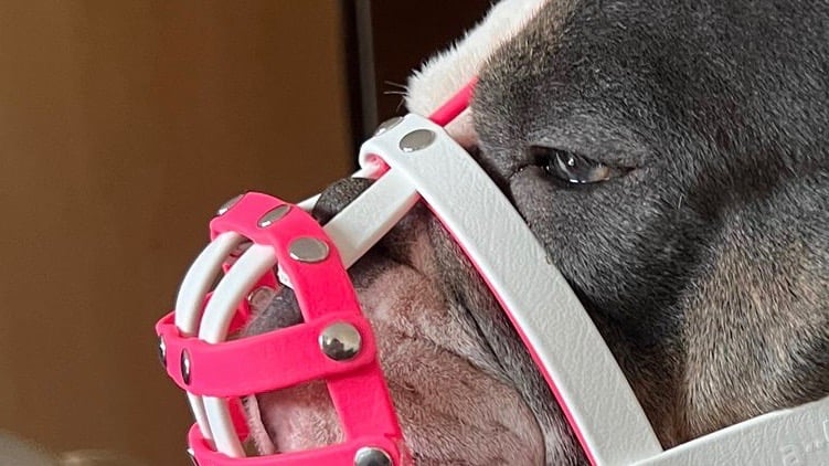Biothane Maulkorb bei einer englischen Bulldogge mit Fokus auf Nasenfreiheit