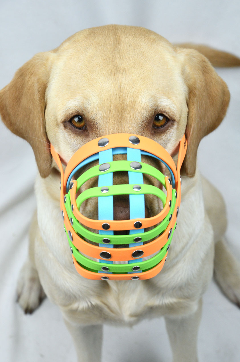 Blonder Labrador mit einem Biothane Maulkorb von a-band handmade dogware