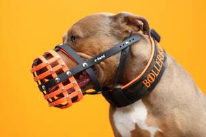 American Bully Labrador mit einem Biothane Maulkorb von a-band handmade dogware