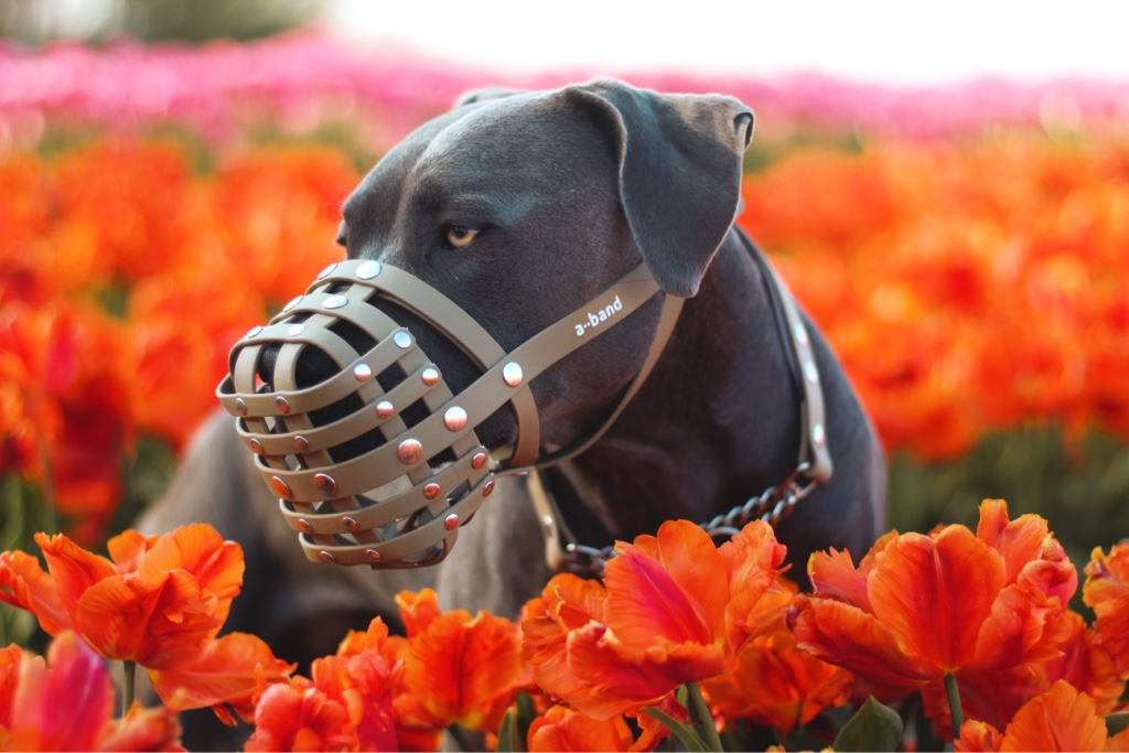 American Stafford Terrier mit einem Biothane Maulkorb von a-band handmade dogware