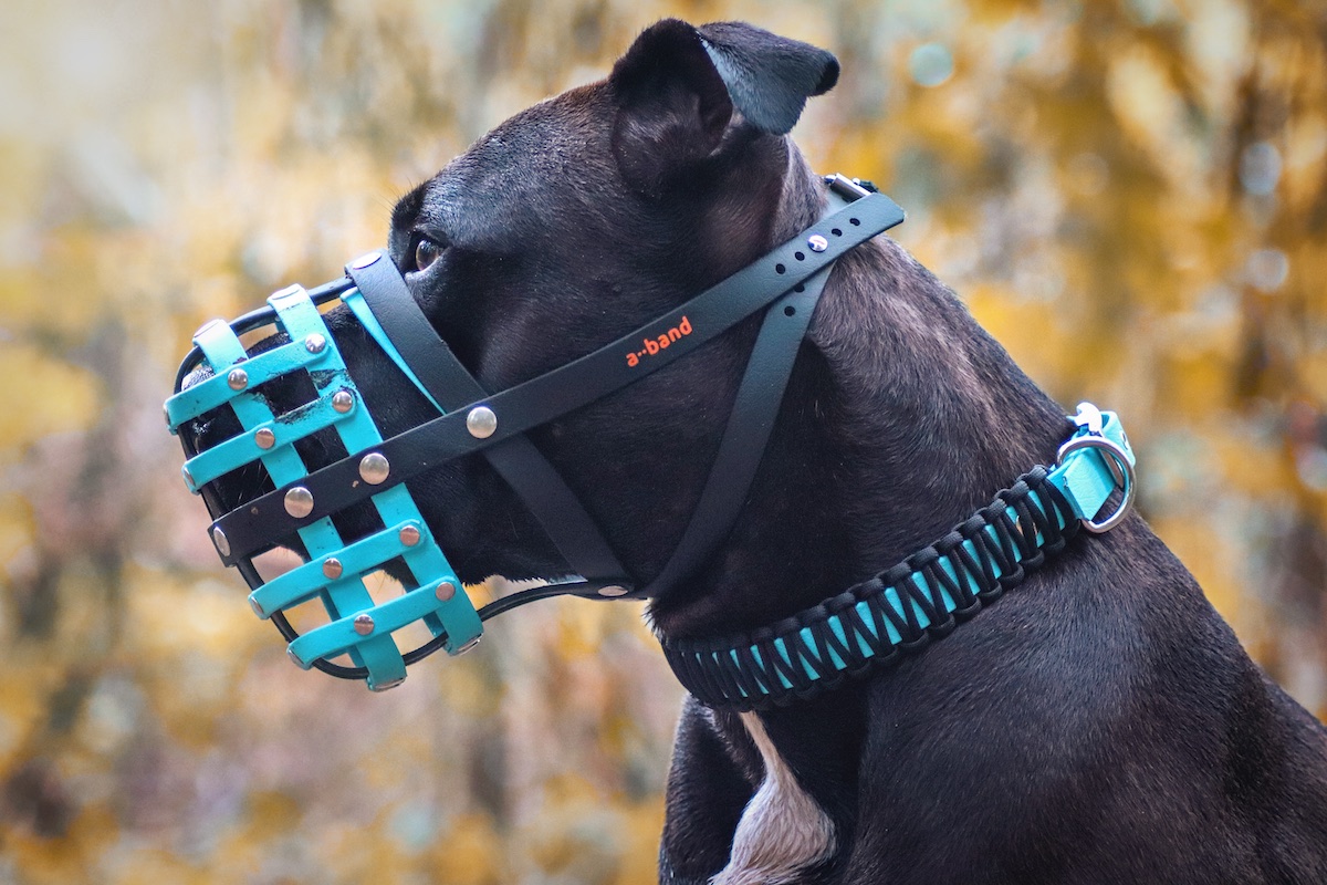 Amrican Stafford Terrier mit einem Biothane Maulkorb von a-band handmade dogware