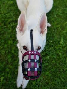 Weisser Schäferhund mit einem Biothane Maulkorb von a-band handmade dogware