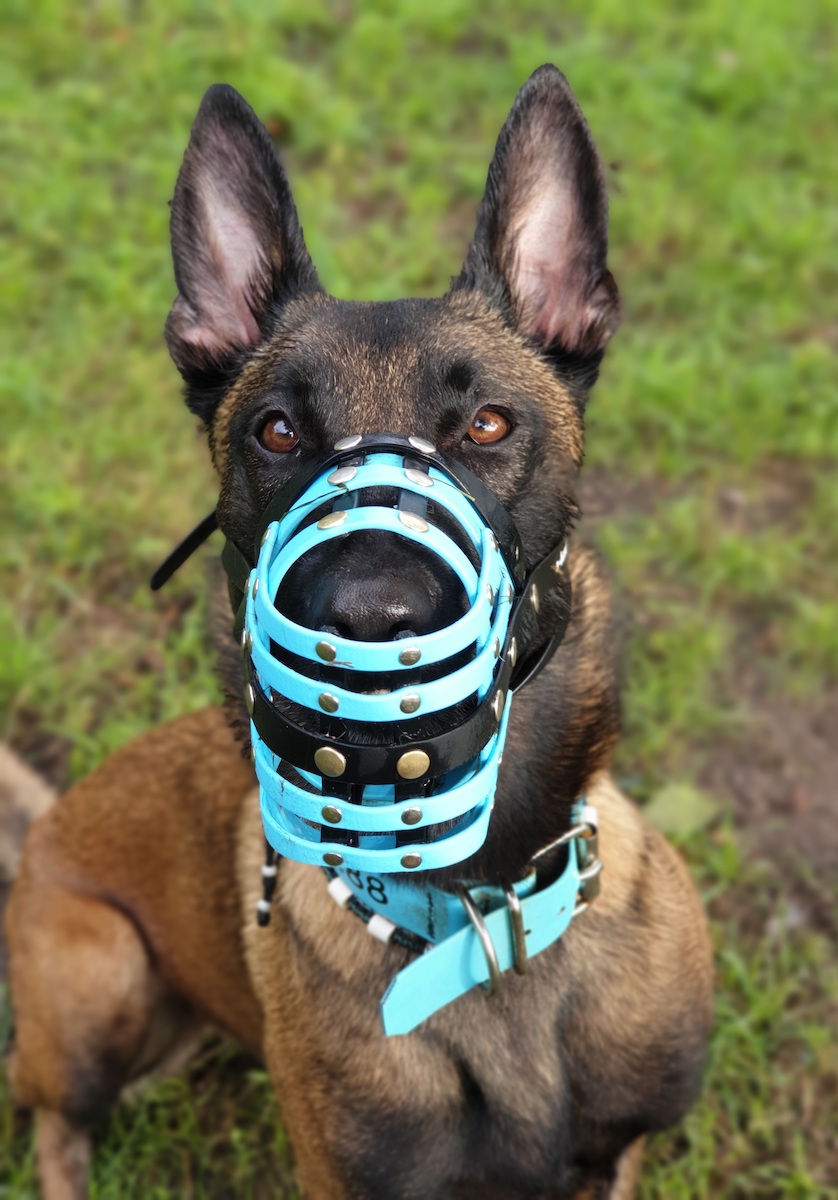 Belgischer Schäferhund mit einem Biothane Maulkorb von a-band handmade dogware