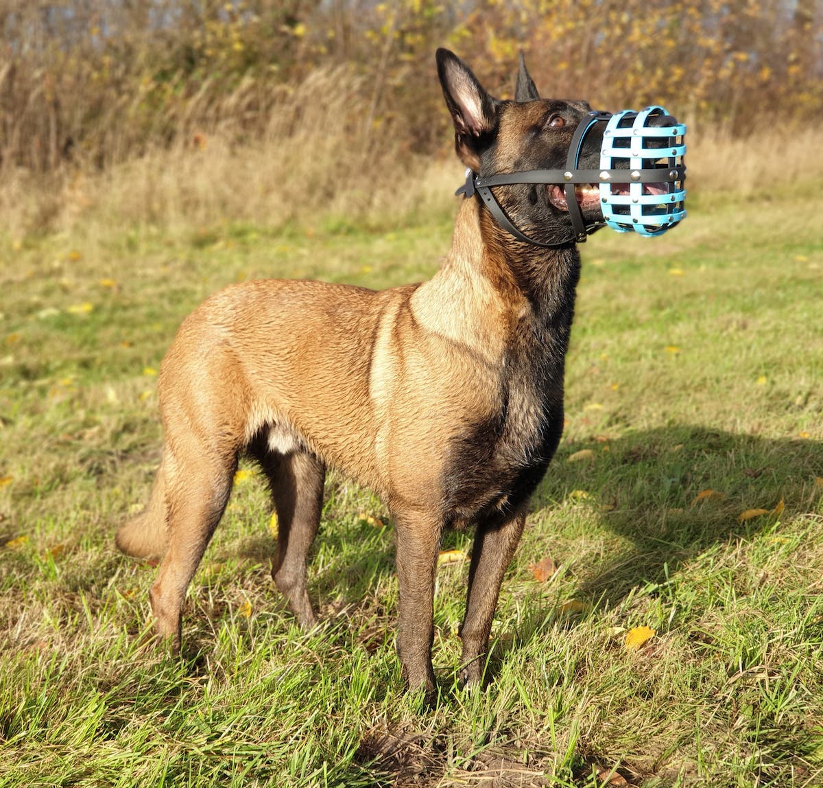 Malinois mit einem Biothane Maulkorb von a-band handmade dogware