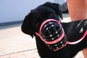 Schwarzer Labrador mit einem Biothane Maulkorb von a-band handmade dogware