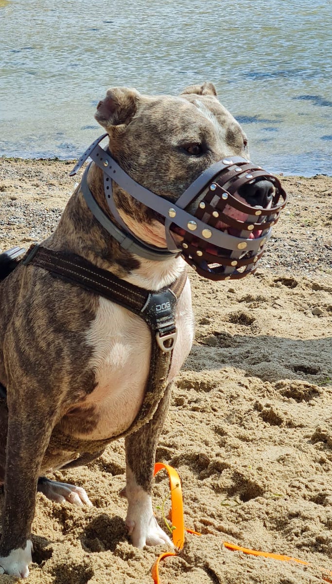 American Bully mit einem Biothane Maulkorb von a-band handmade dogware