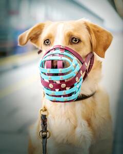 Mischlingshund mit einem Biothane Maulkorb von a-band handmade dogware