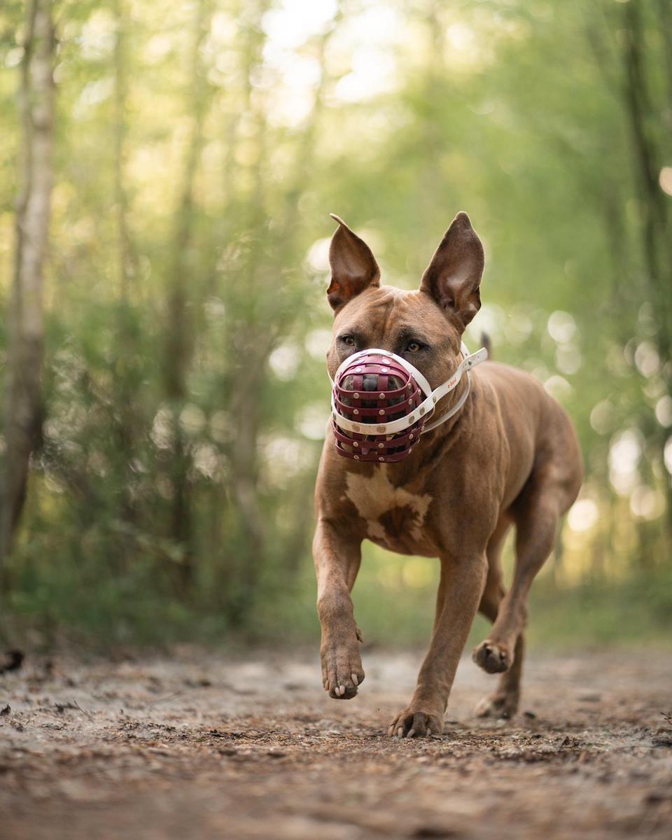 Amrican Stafford mit einem Biothane Maulkorb von a-band handmade dogware