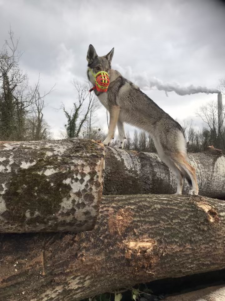 Wolfshund mit einem Biothane Maulkorb von a-band handmade dogware