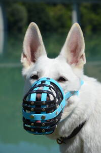 Weisser Schäferhund mit einem Biothane Maulkorb von a-band handmade dogware