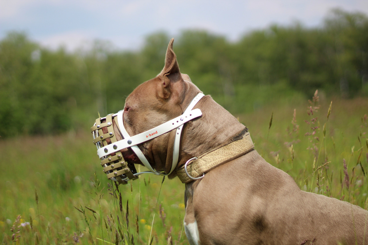 American Bully XL mit einem Biothane Maulkorb von a-band handmade dogware