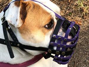 Bulldogge mit einem Biothane Maulkorb von a-band handmade dogware