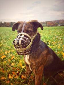 Mischlingshund mit einem Biothane Maulkorb von a-band handmade dogware