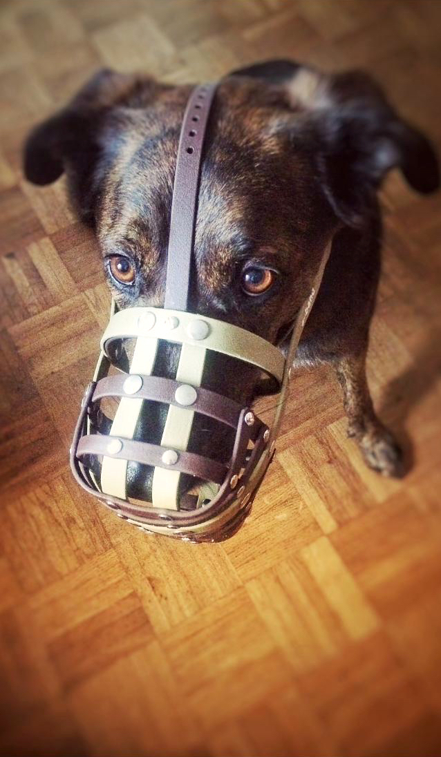 Mischlingshund von oben mit einem Biothane Maulkorb von a-band handmade dogware