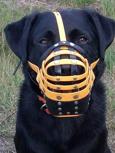 Schwarzer Labrador mit extra Fresschutz am Biothane Maulkorb von a-band handmade dogware