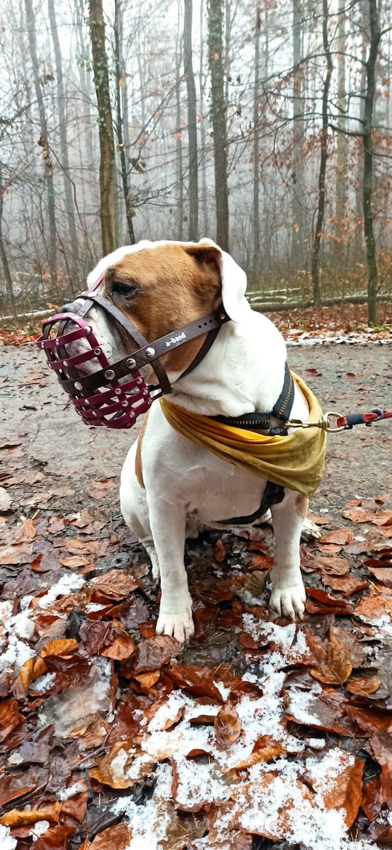 Bulldogge mit Biothane Maulkorb von a-band handmade dogware